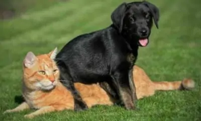 11 Nejčastějších mýtů o výchově psa