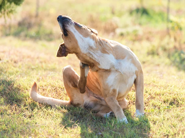 Svědí, kouše, olizuje se. Jak poznat alergii u psa a co s tím dělat?