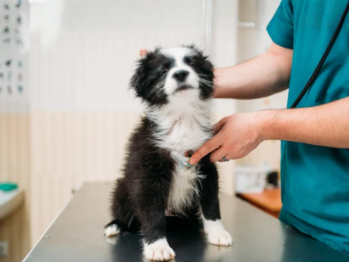 Psí imunita v zimě: proč má psincový kašel právě teď zelenou