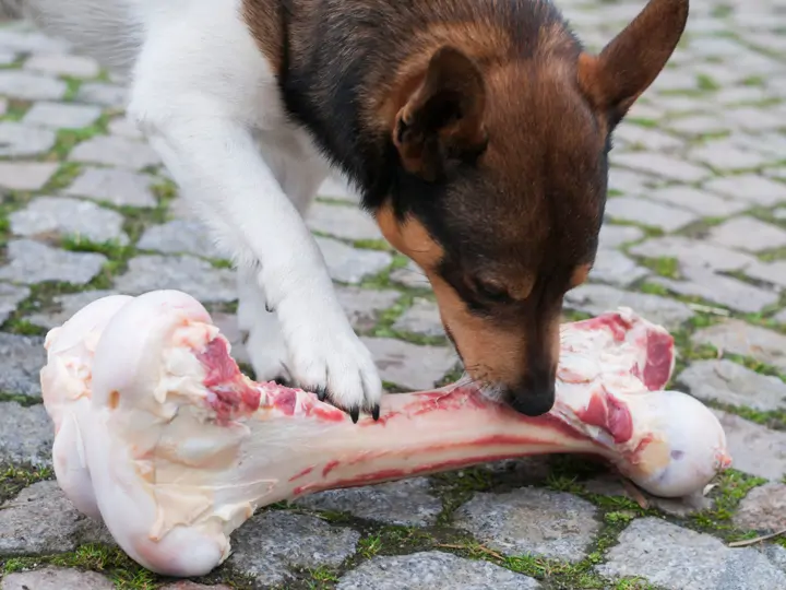 Proč pes (ne)smí kosti?