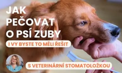 Péče o psí zuby