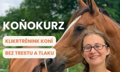 Koňokurz - klikr trénink koní