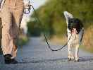 Jak naučit psa netahat na vodítku – trenérský tip pro lepší vnímání signálů vodítka